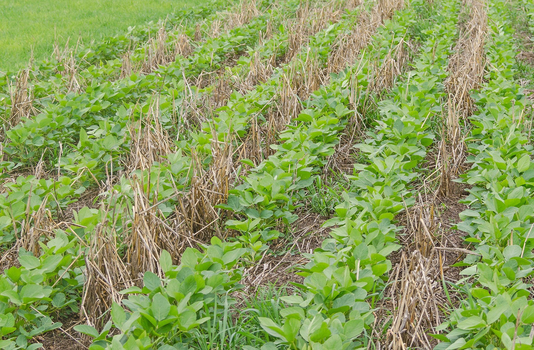 Plant Health Insights Soybeans